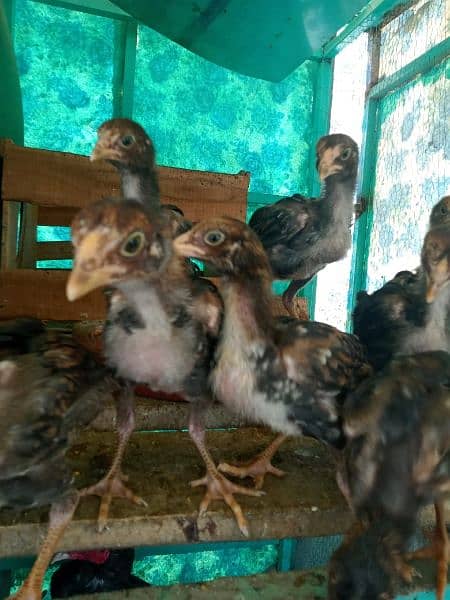 aseel chicks  phatay  chicks price 1300 per phatay 7000  03135521334 2