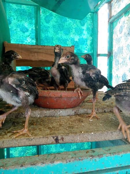 aseel chicks  phatay  chicks price 1300 per phatay 7000  03135521334 3