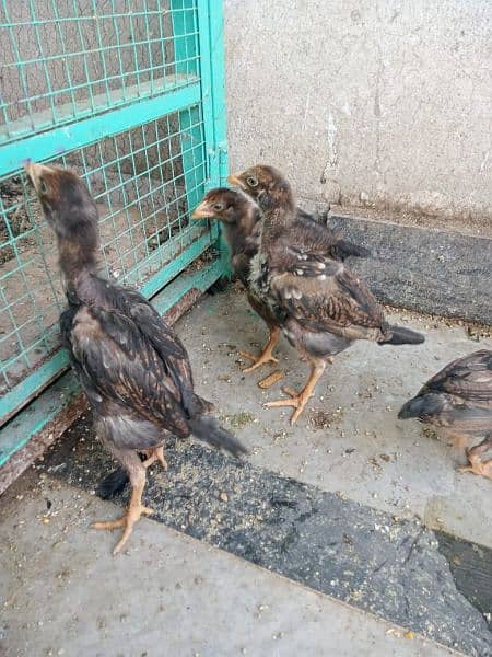 aseel chicks  phatay  chicks price 1300 per phatay 7000  03135521334 5
