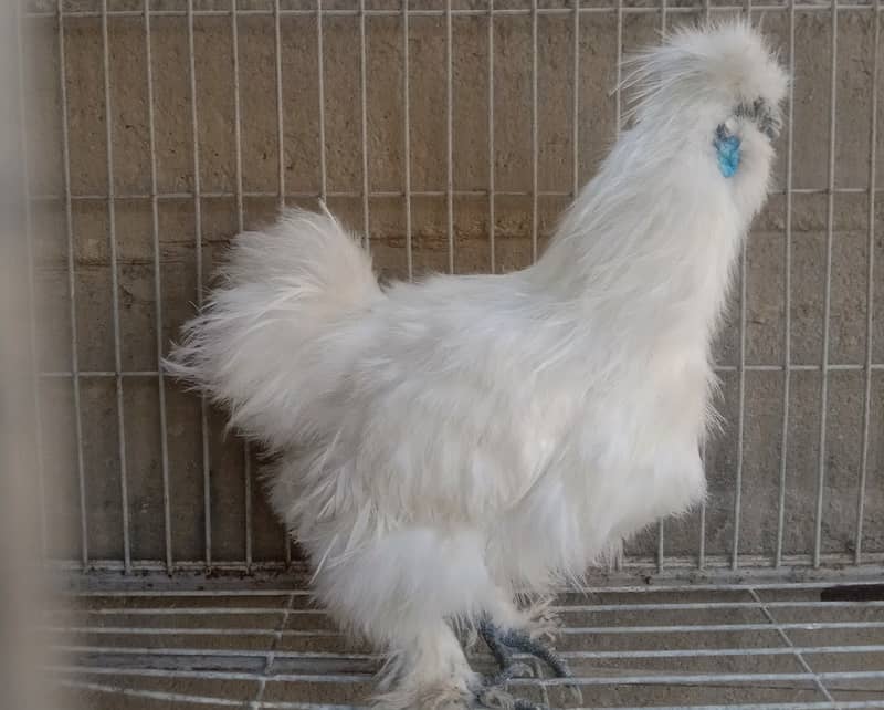 plymouth heritage females and white silkie 5 fingers blue ear 3