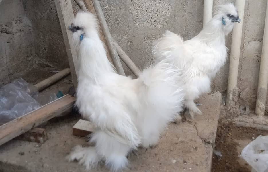 plymouth heritage females and white silkie 5 fingers blue ear 4