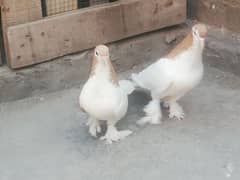 Lahori Sherazi German Blood Line Breeder pair for sale