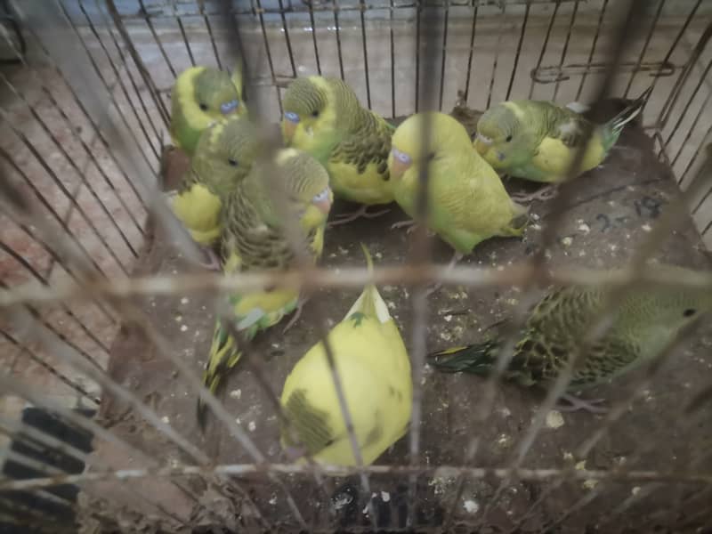 8 Australian Parrots and 1 Breading pair of green Fisher lovebirds sal 3