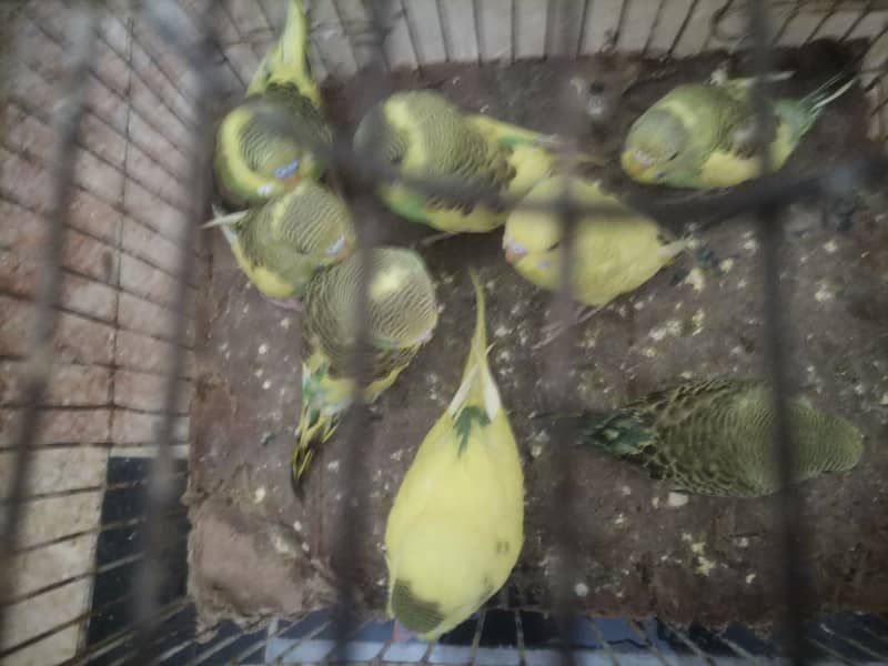 8 Australian Parrots and 1 Breading pair of green Fisher lovebirds sal 4