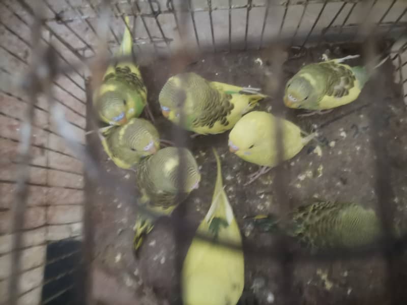 8 Australian Parrots and 1 Breading pair of green Fisher lovebirds sal 5