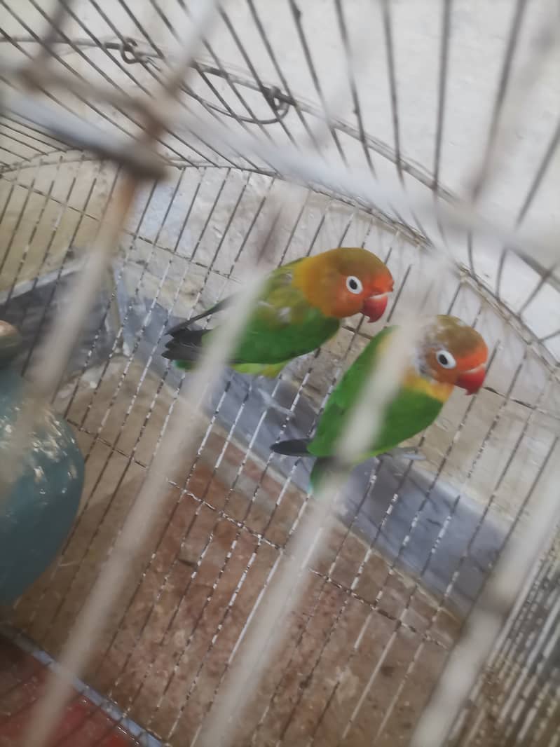 8 Australian Parrots and 1 Breading pair of green Fisher lovebirds sal 6