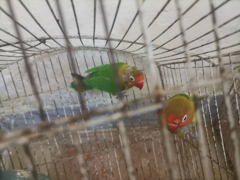 8 Australian Parrots and 1 Breading pair of green Fisher lovebirds sal 10