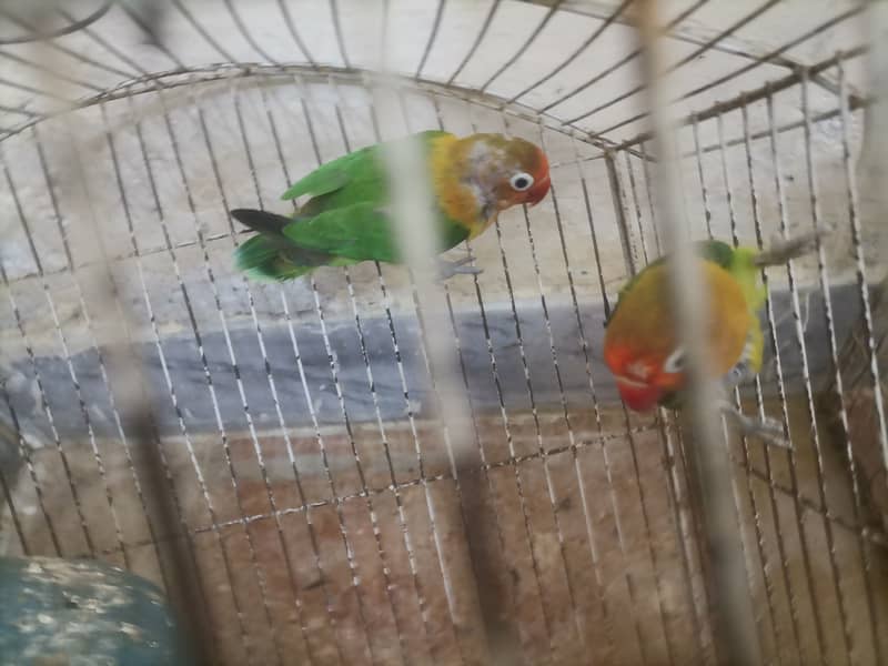 8 Australian Parrots and 1 Breading pair of green Fisher lovebirds sal 13
