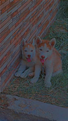 Siberian husky puppies /dogs/ dual code/brown and white code/blue eyes