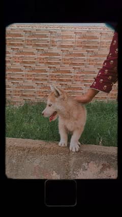 Siberian husky puppies /dogs/ dual code/brown and white code/blue eyes