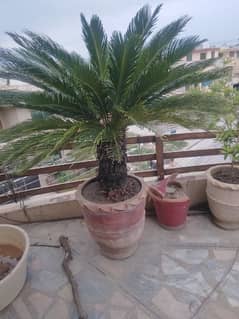 kangi palm big tree very beautiful