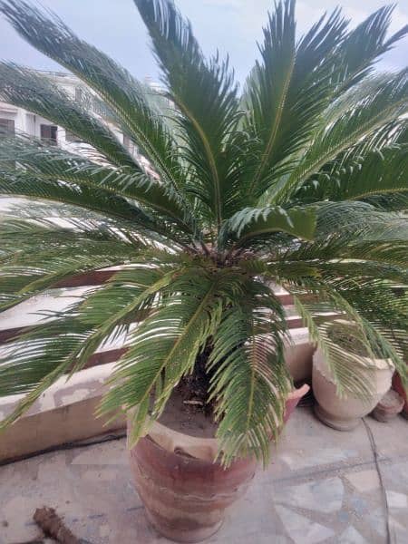 kangi palm big tree very beautiful 1