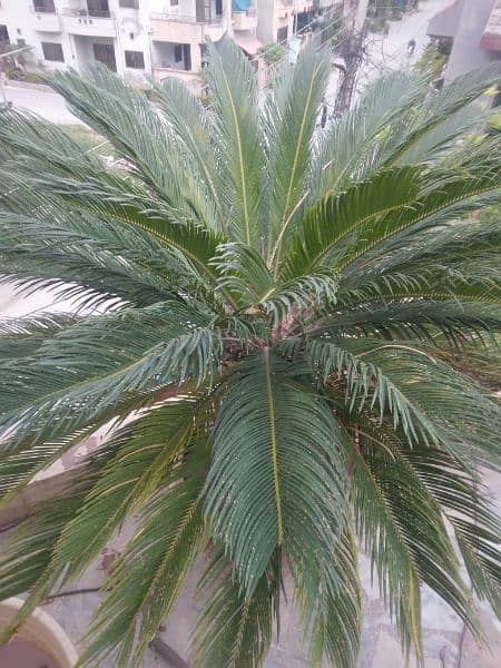 kangi palm big tree very beautiful 2