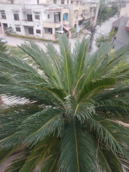 kangi palm big tree very beautiful 3