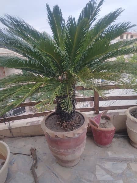 kangi palm big tree very beautiful 4