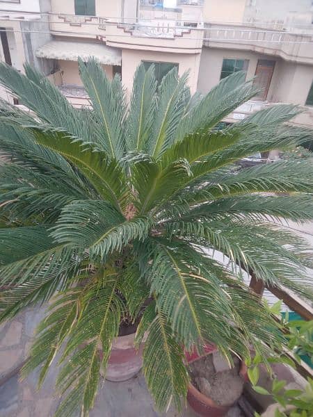 kangi palm big tree very beautiful 5