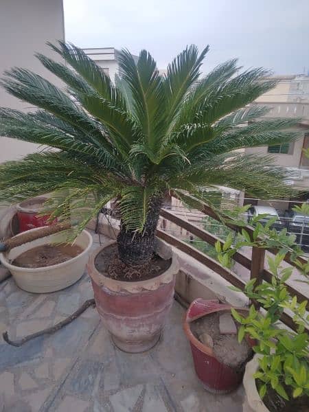 kangi palm big tree very beautiful 6
