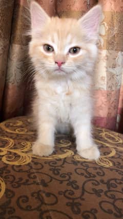 2 months old Persian male kitten