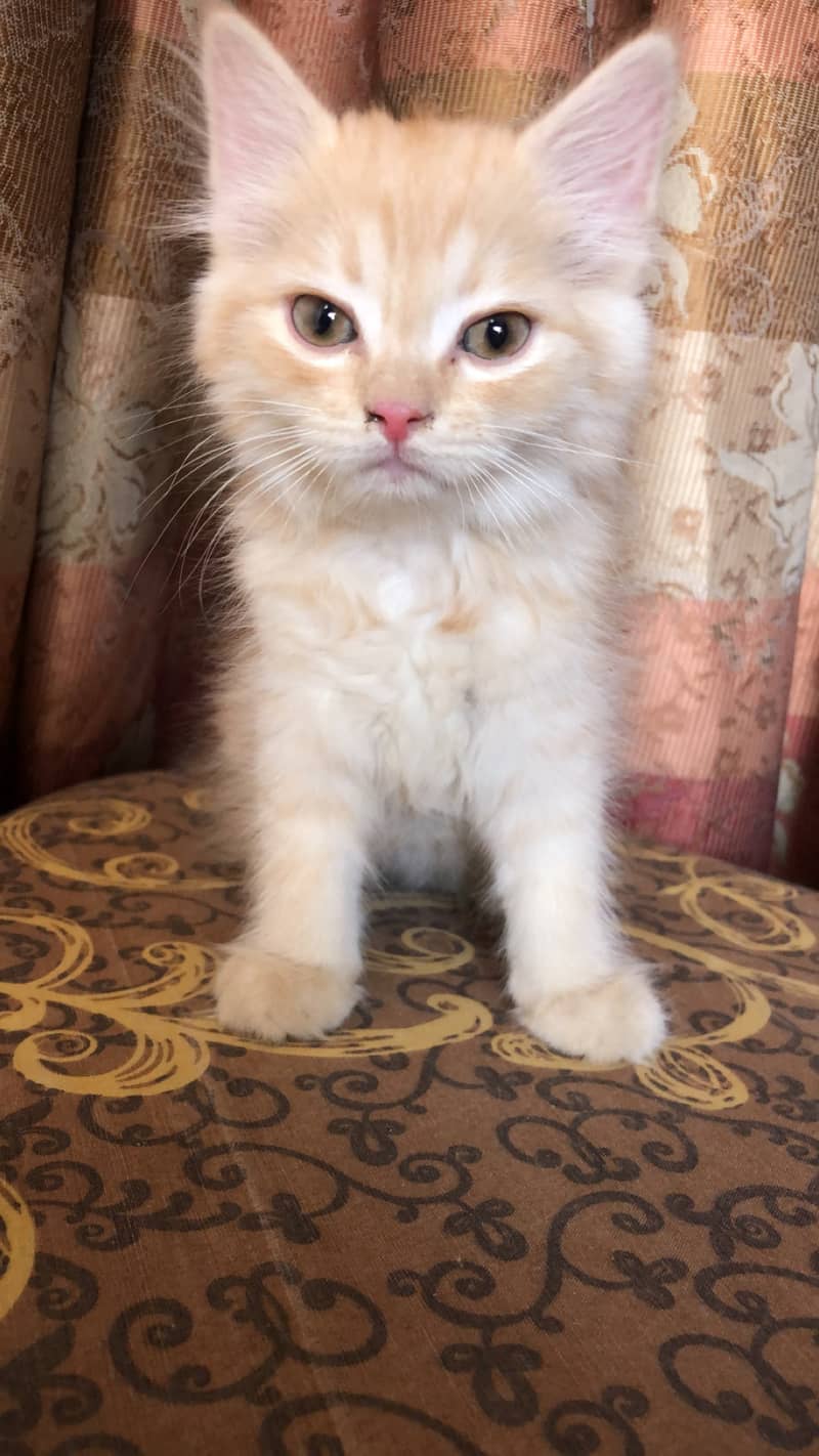 2 months old Persian male kitten 1
