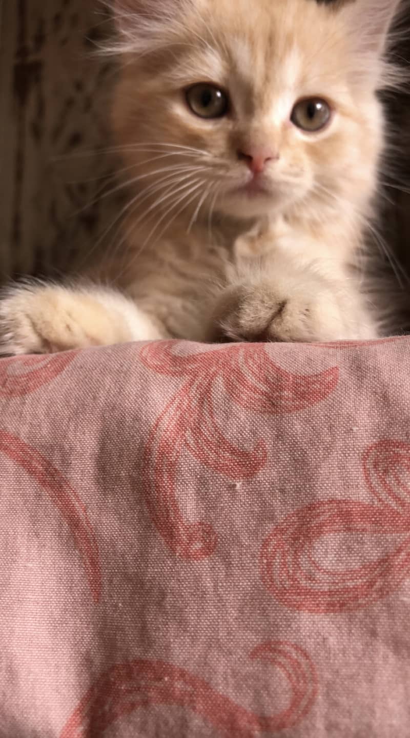 2 months old Persian male kitten 0