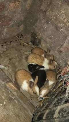 cute Rabbit family for sale 9 rabbits for sale