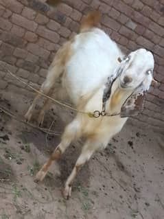 Beautiful Male Goat for Qurbani 2024