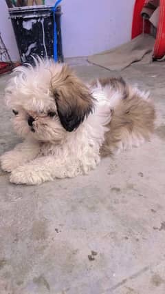 Shih Tzu/Shitzu/Shihtzu highly non pedigreed puppy for sale