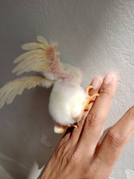 Heera chicks 1