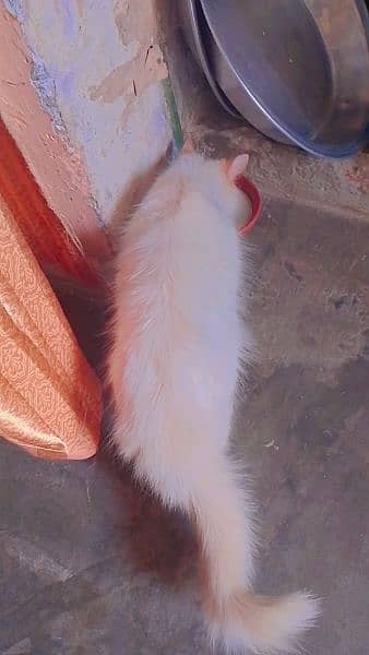 Persian cat  | Kittens | cat for sale| Tripple coat 1
