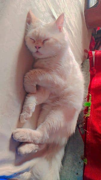 Persian cat  | Kittens | cat for sale| Tripple coat 4