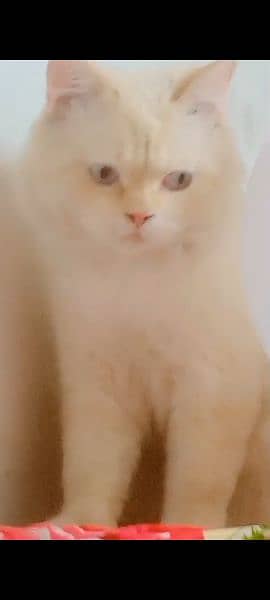 Persian cat  | Kittens | cat for sale| Tripple coat 6