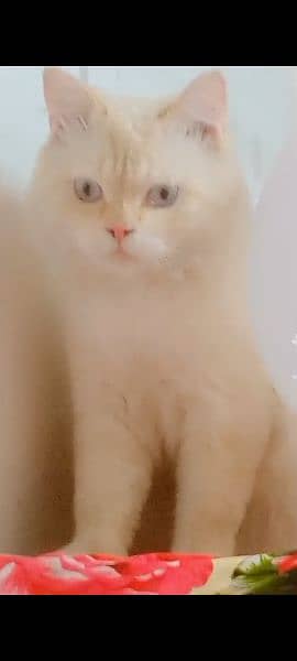 Persian cat  | Kittens | cat for sale| Tripple coat 7