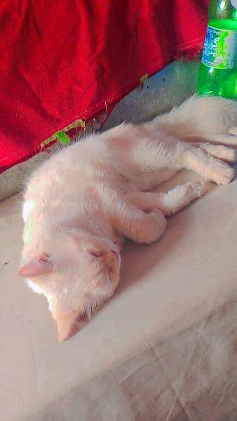 Persian cat  | Kittens | cat for sale| Tripple coat 8