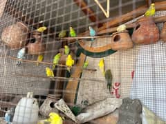 Budgie Colony For sale m, ( 600 ) for each pair