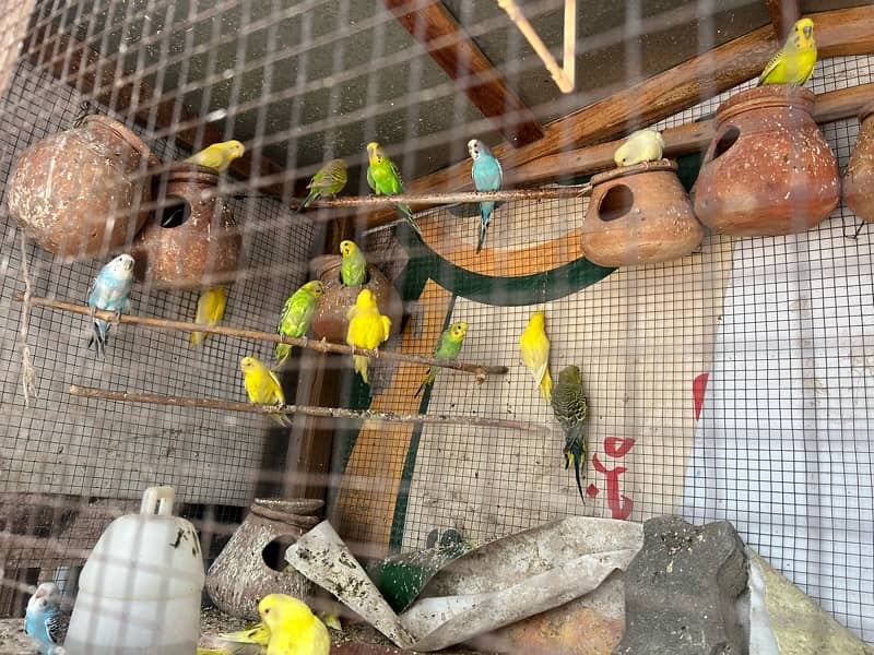 Budgie Colony For sale m, ( 600 ) for each pair 0