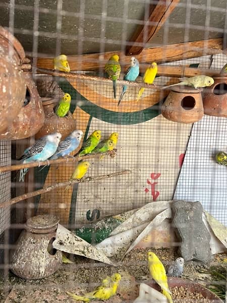 Budgie Colony For sale m, ( 600 ) for each pair 1