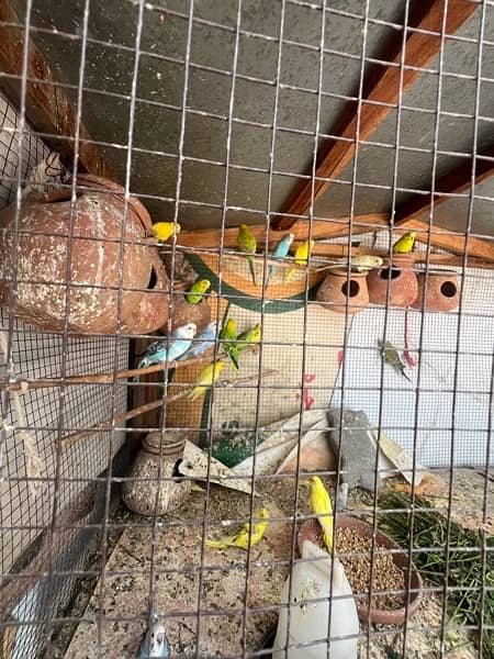 Budgie Colony For sale m, ( 600 ) for each pair 2