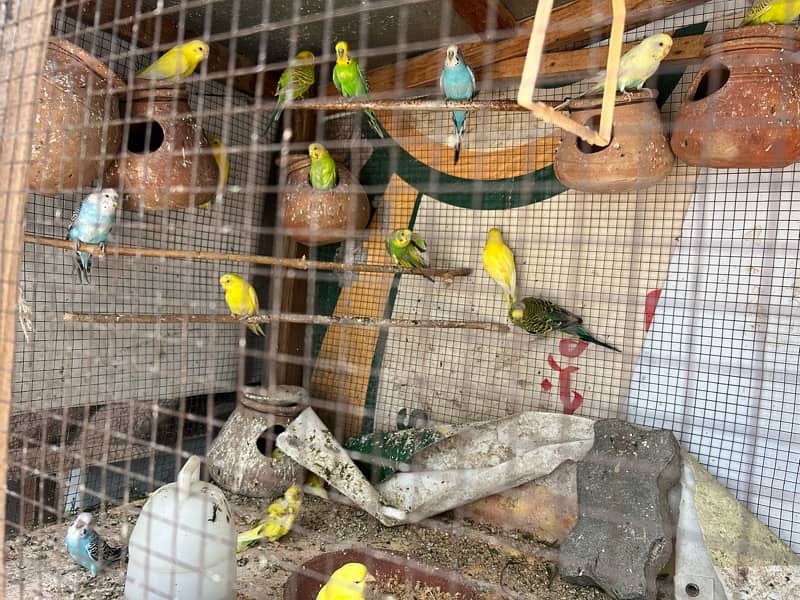 Budgie Colony For sale m, ( 600 ) for each pair 3