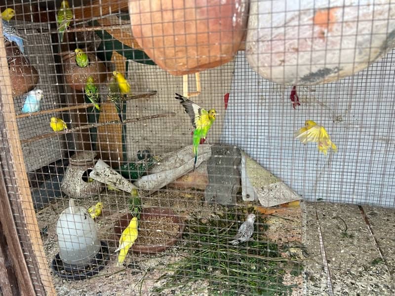 Budgie Colony For sale m, ( 600 ) for each pair 4
