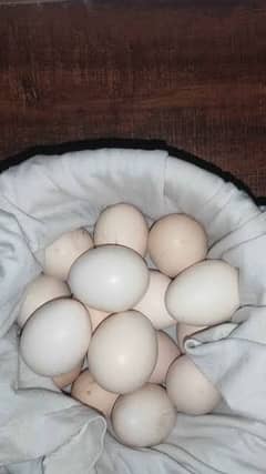 ASEEL EGGS ONLY CALL KARE 03004927357