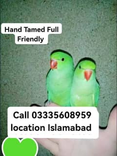 Single 6000 Final Hand Tamed Green Ring Neck Parrots Male/Female