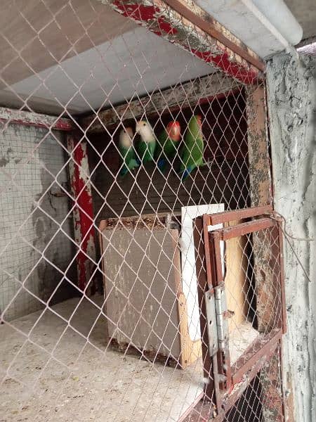 parrot cage 4