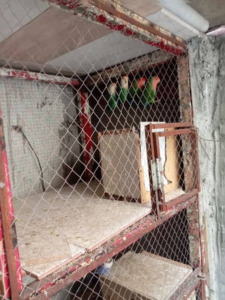 parrot cage 7