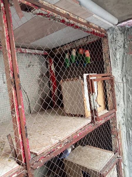 parrot cage 8