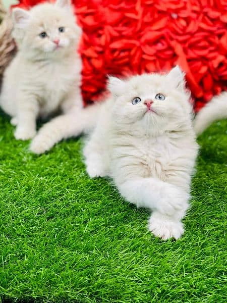 fawan  persian kitten triple long coat | semi punch face| Persian cat 0