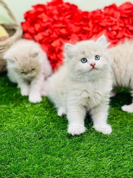 fawan  persian kitten triple long coat | semi punch face| Persian cat 1