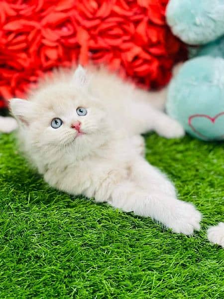 fawan  persian kitten triple long coat | semi punch face| Persian cat 3