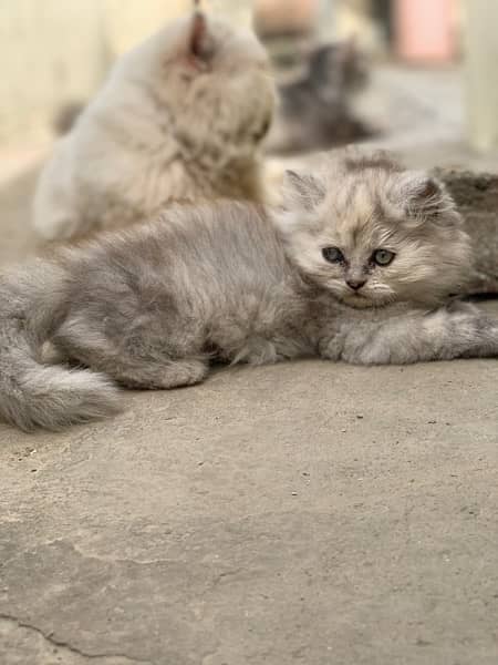 Persian kitten 1