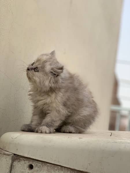 Persian kitten 7