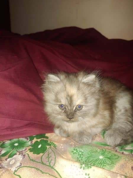 Beutiful female persian kitten for sale 1